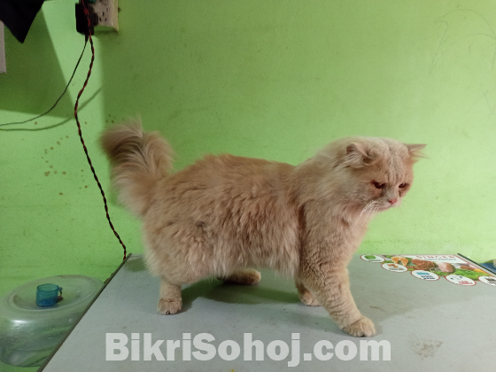 Persian cat